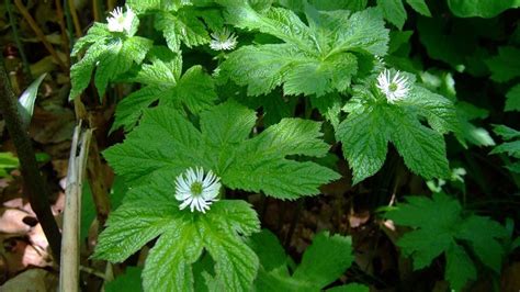 Health Benefits Of Goldenseal Plant Potential Side Effects The