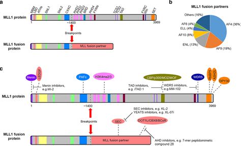 Mll1 And Oncogenic Mll1 Fusion Proteins A Illustrations Of Mll1 And Download Scientific