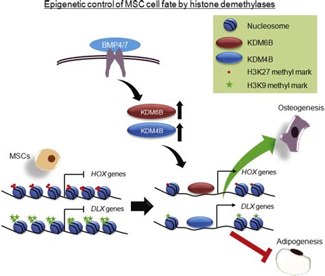 Histone Demethylases Kdm4b And Kdm6b Promotes Osteogenic