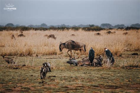 The Ugly Five Animals of Africa | Africans Safari Animals