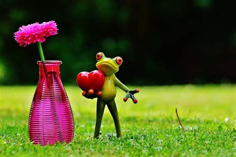 Frog Love Valentine S Day Free Photo On Pixabay Pixabay