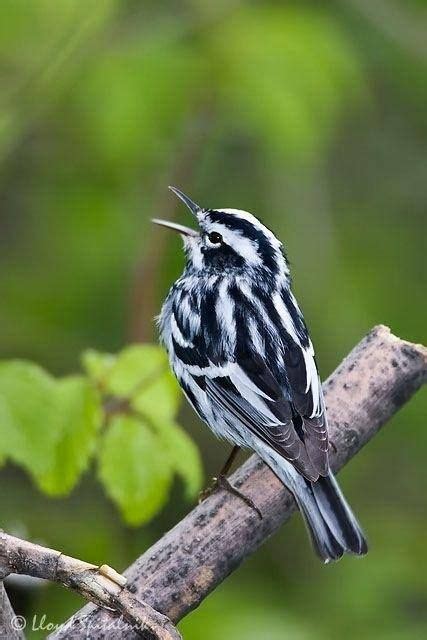 Black And White Striped Bird