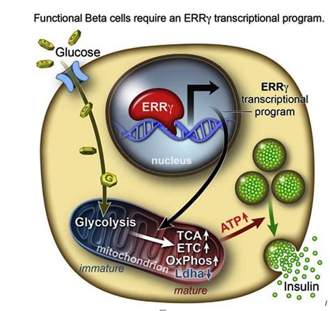 BETA_CELLS - Global Stem Cells Group