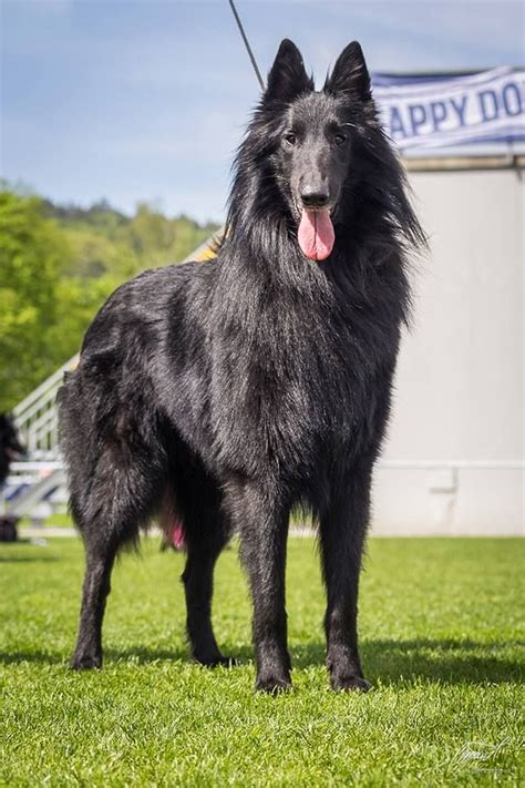 Belgian Groenendael. | Belgian sheepdog, Belgian shepherd, Dog images