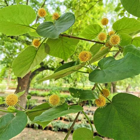 Haldu Plant Yellow Teak Haldina Cordifolia Tree Available At