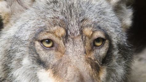 Wolf Eye Colors: What Color Are Wolves Eyes?