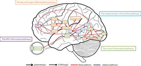 What Is A Brain Pathway Infoupdate Org