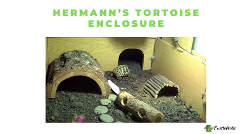 Hermann’s Tortoise Enclosure: How to set up - TurtleHolic