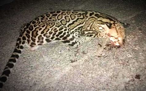 Atropellan A Ocelote En Carretera De Veracruz Aristegui Noticias