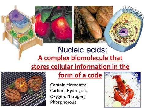 Nucleic Acids Examples In Food