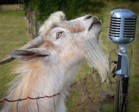 Are Goats Always Loud and Noisy?