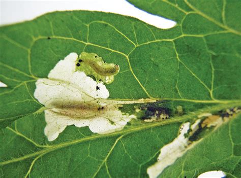 South American Tomato Leafminer Tuta Absoluta North Central Ipm Center