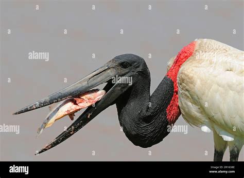 Jabiru (Jabiru mycteria) adult, feeding on piranha, Pantanal, Mato
