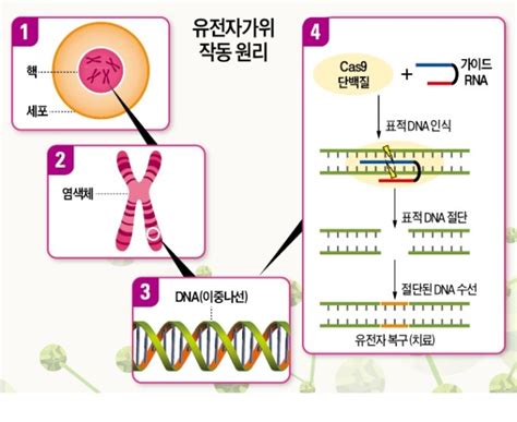 ‘유전자가위 몸속에 넣어 난치병 치료 첫 발 And 유전자가위로 선천성 망막질환 치료 가능성 입증 Andand — Synthesis