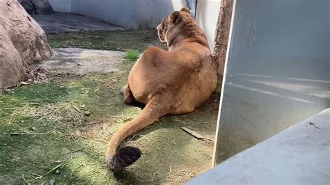 あーまいぜ on Twitter RT FukuyamaZoo しっぽぴょこぴょこ 福山市立動物園 ライオン ラヴィ