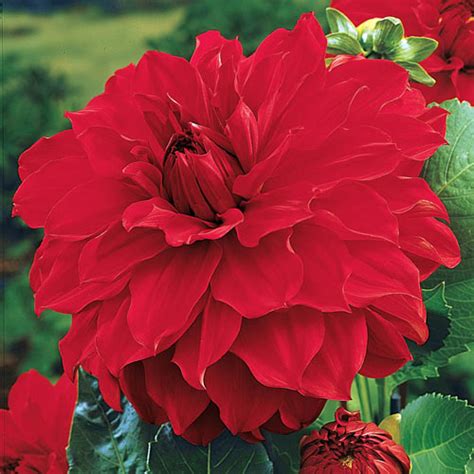 Garden Wonder Dahlia K Van Bourgondien Wholesale Bulbs