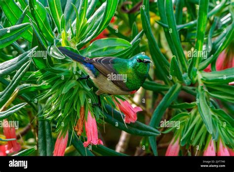 Southern Double Collared Sunbird Or Lesser Double Collared Sunbird