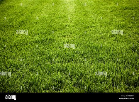 Sown grass -Fotos und -Bildmaterial in hoher Auflösung – Alamy