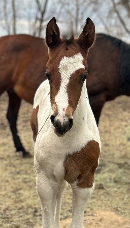 Ec Foal Photo Of The Day Dreaming In Color Equine Chronicle