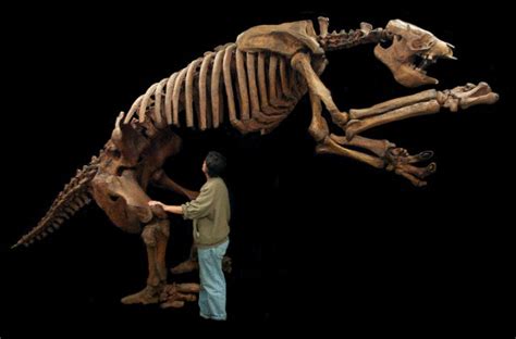 Eremotherium Giant Ground Sloth Skeleton Replica | DINOSAURS ROCK ...