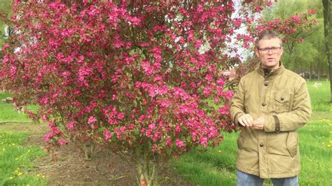 7 bijzondere bloeiende bomen | Bomenvlog #9 - YouTube