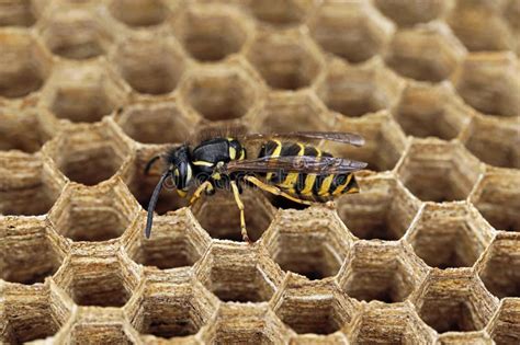 Side View Of A Wasp Vespula Vulgaris On Hexagonal Paper Cells Close