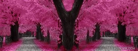 Pink Trees Facebook Cover Pinterest