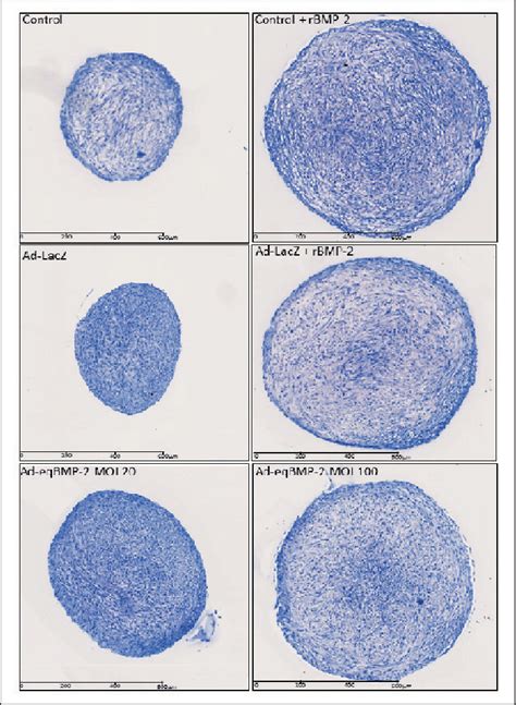 Representative Histological Sections Of Synovial Membranederived