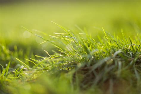 Gambar Hijau Alam Menanam Merapatkan Keluarga Rumput Air