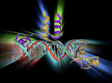 Sex Hormone Binding Globulin Molecule Photograph By Laguna Design