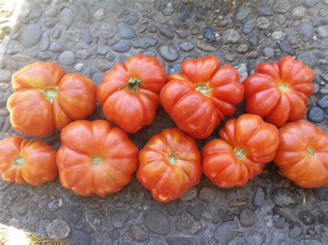 Tomato, Costoluto Genovese – Snake River Seed Cooperative