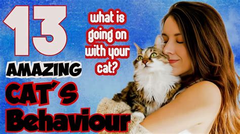 13 Cat Behaviours Explained Know Why Cats Do These Youtube