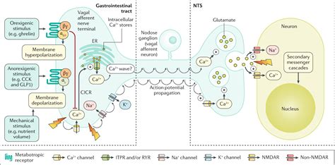 The metabolic role of vagal afferent innervation | Semantic Scholar