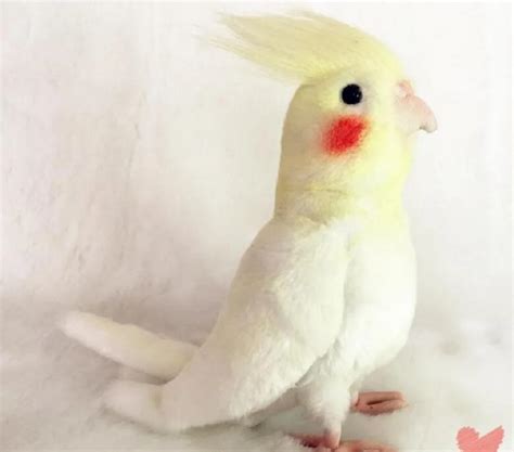 1pc Cockatiel Parrot Bird Plush Stuffed Animal Toy Yellow Bird Cute ...