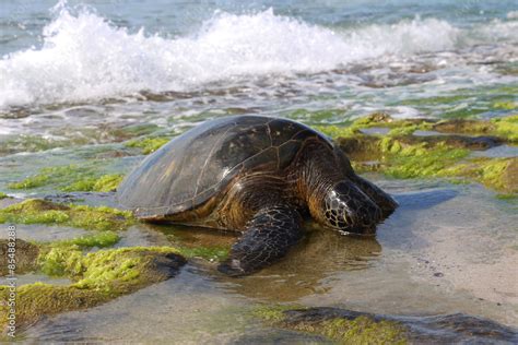 Green sea turtle eating seaweed on the shore, Laniakea Beach, Oahu ...