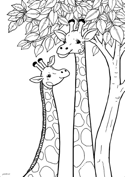 Due Giraffe con il collo molto lungo - Pagine Giraffa da Colorare