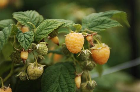 Rubus Idaeus All Gold F Raspberry All Gold Rhs Gardening