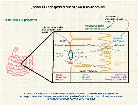 Pb Tarea C Mo Se Transporta Glucosa En El Enterocito Glucosa