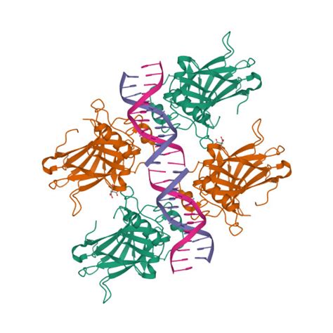 Rcsb Pdb Exj Crystal Structure Of A P Core Tetramer Bound To Dna