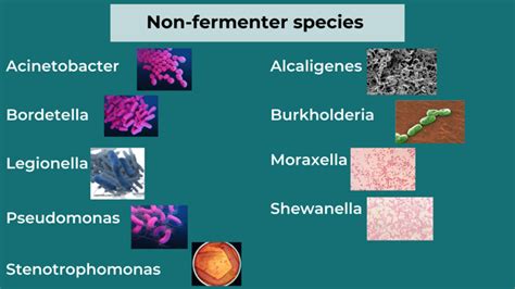 Understanding Non Fermenting Gram Negative Bacteria