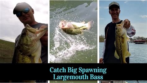 Fishing For Big Spawning Largemouth Bass Youtube