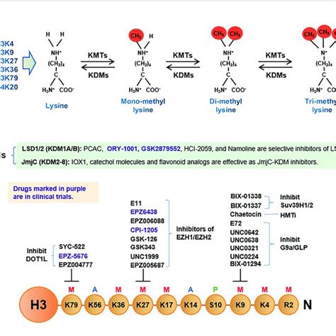 Classification Of Histone Deacetylases HDACs And Their Inhibitors