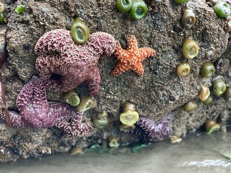 Life In The Intertidal National Marine Sanctuary Foundation