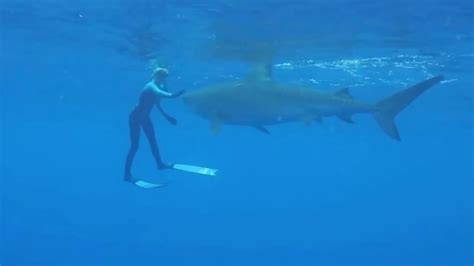 Animaux Nemo Un Requin Baleine De M Tres A Fait Un Incroyable