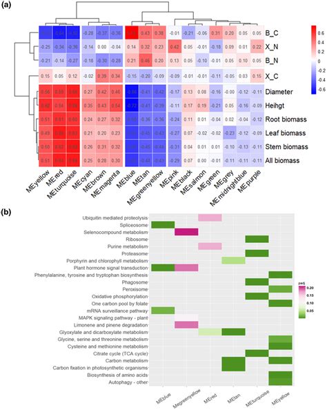 Module Analysis Of Nue In Weighted Gene Coexpression Network Analysis