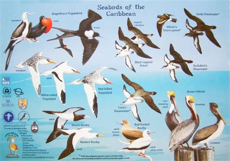 Sea Birds Of The Caribbean Birds Of The Caribbean Pinterest