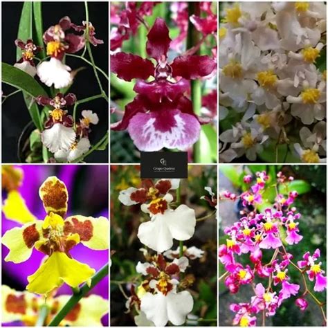 Mudas De Orquidea Oncidium Promo O C Vasos E Casca Pinus