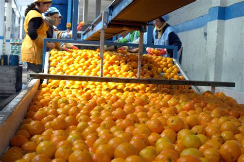 Exportaciones De C Tricos Crecieron Un Esta Temporada Llegaron A