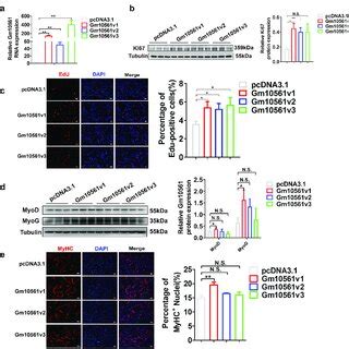 Knockdown Of Gm Inhibited Proliferation And Differentiation Of