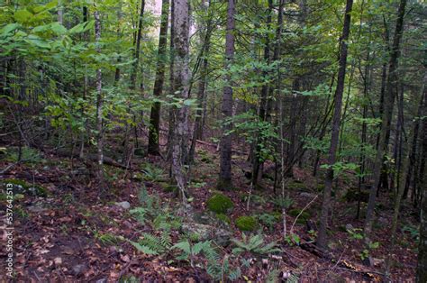 Beautiful nature image of boreal forest wilderness showing various ...